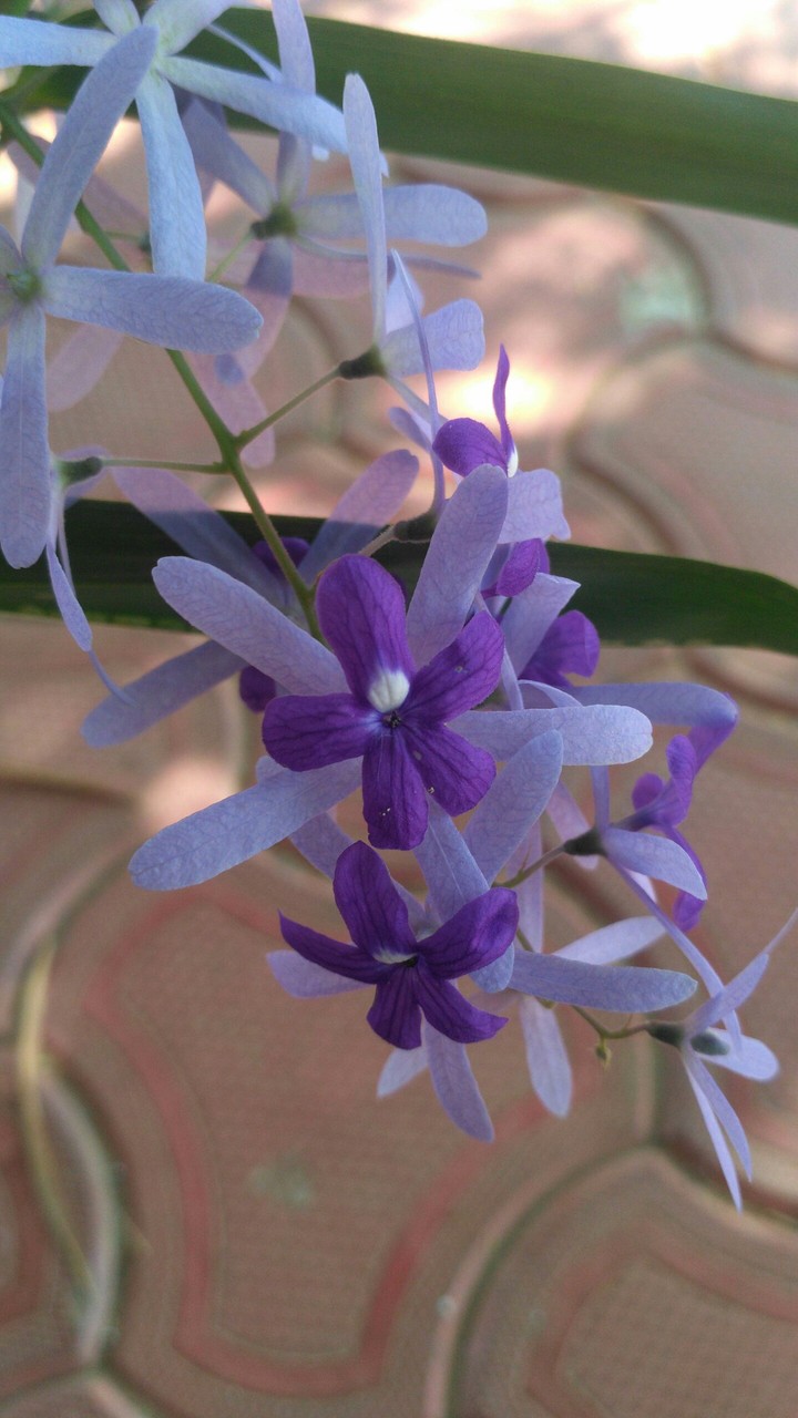 natural flowers