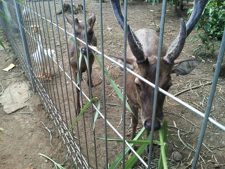zoo