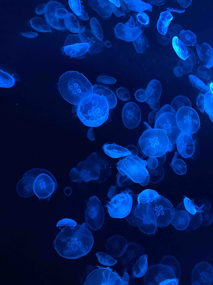 jellyfish