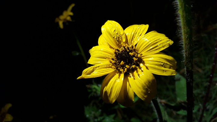 flor