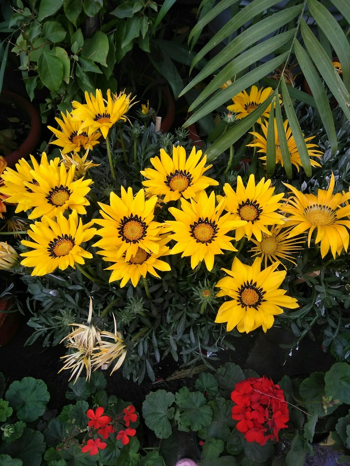 Yellow's
