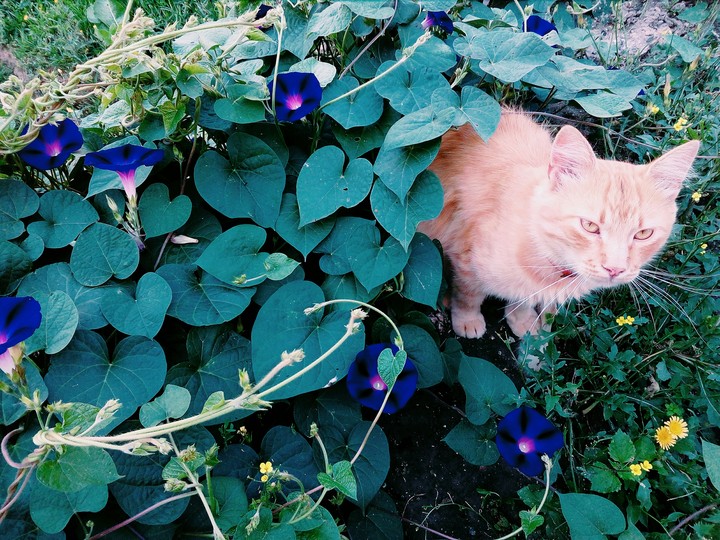 кот