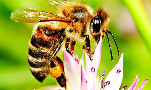 bees