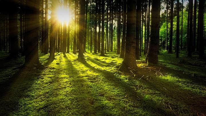 forest love