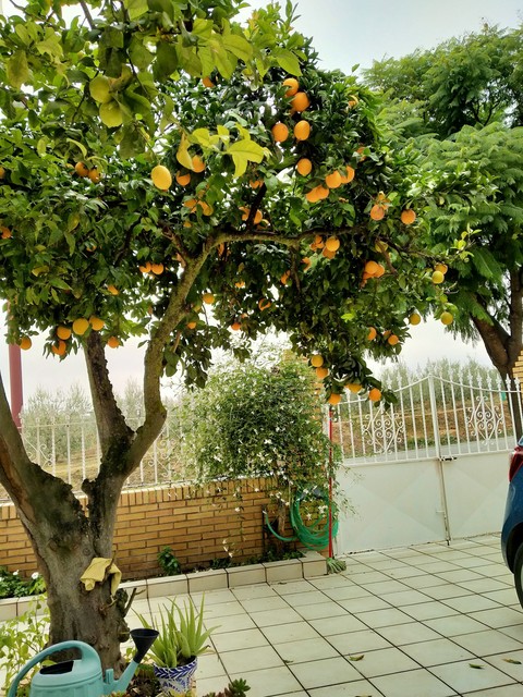 tangerine, orange Hintergrundbilder