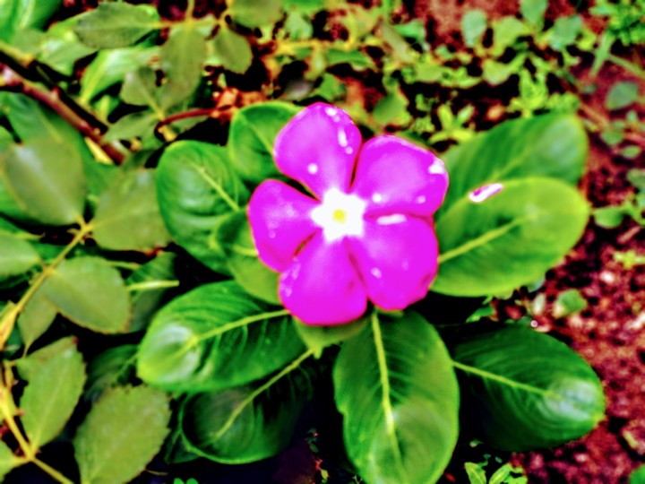 flower