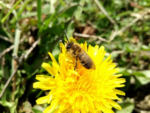hình nền flower, pollinator