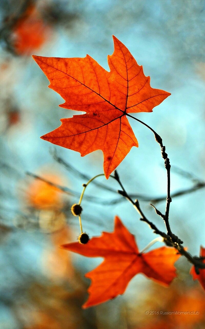 Leaf