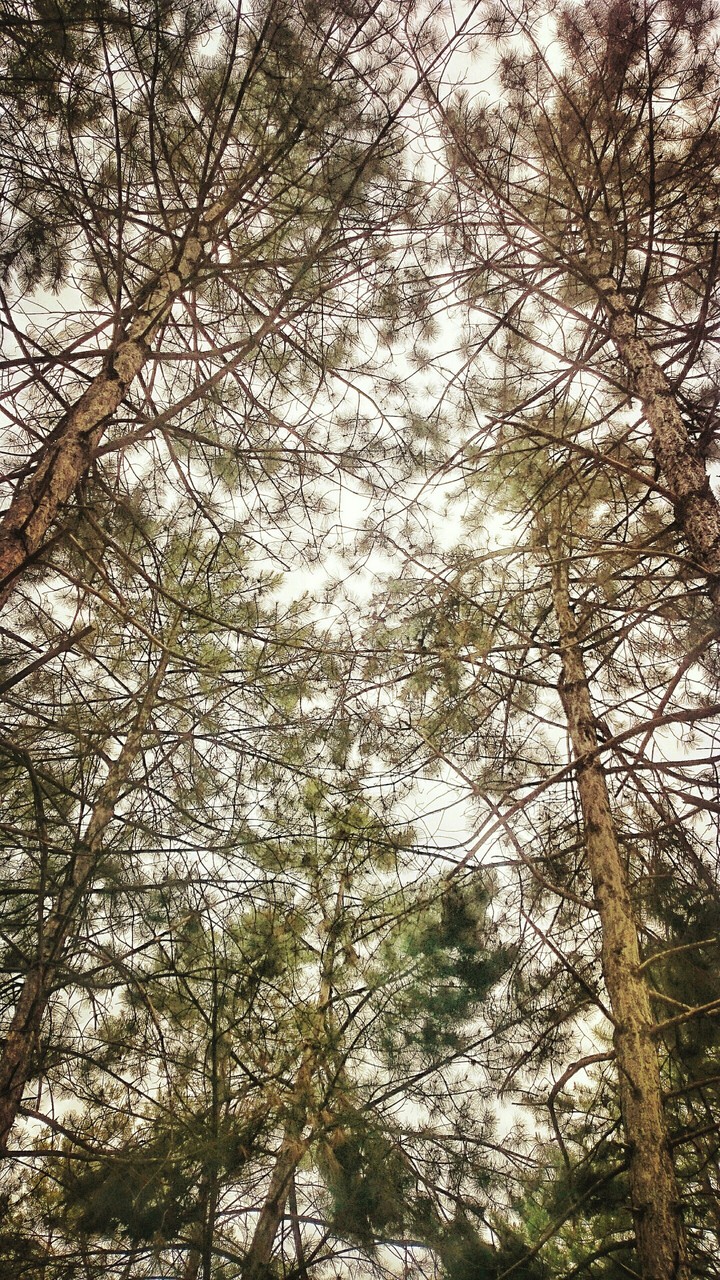 forest, nature, spring
