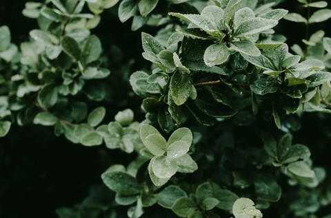 sfondi shrub, groundcover