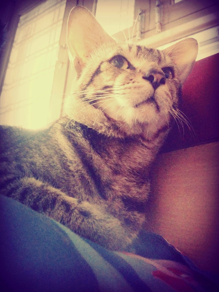 cat