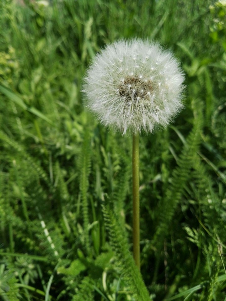 dandelion