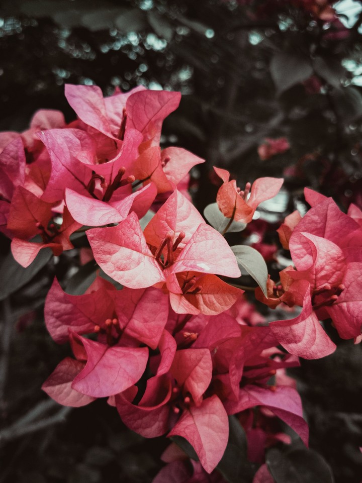 A Bougenville flower