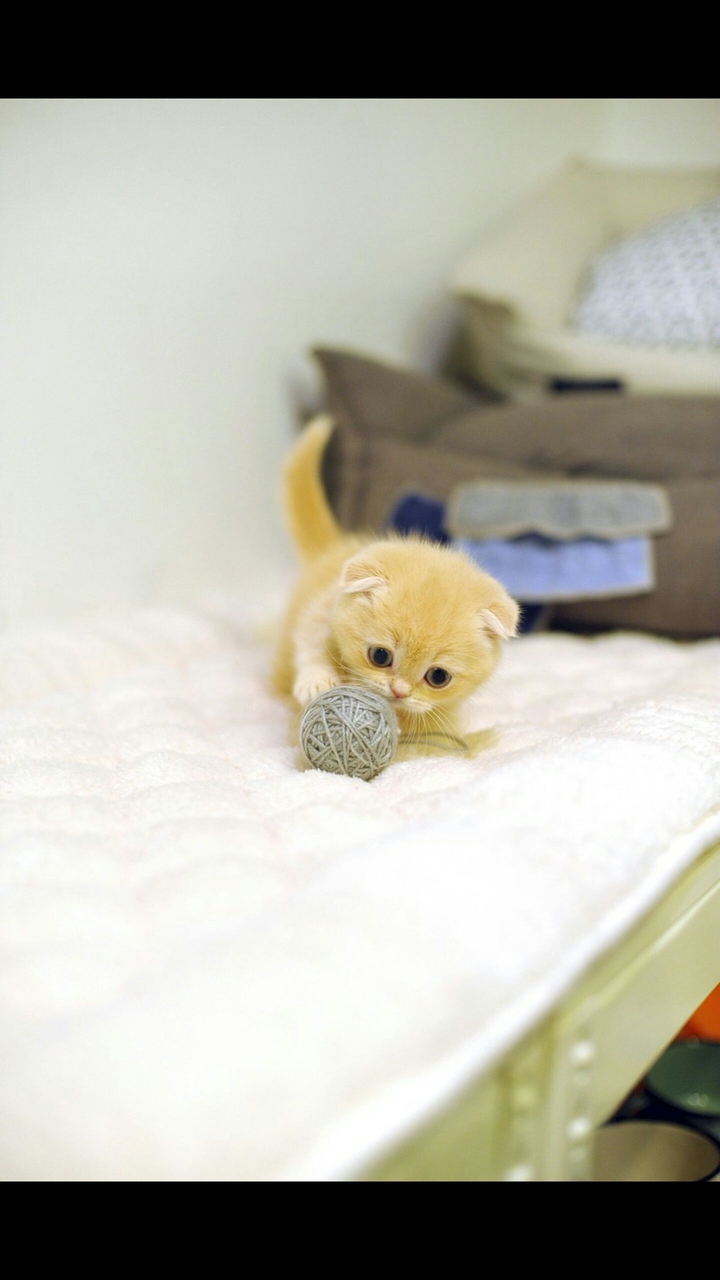 Is a little cat