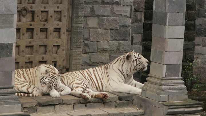 Pairi Daiza