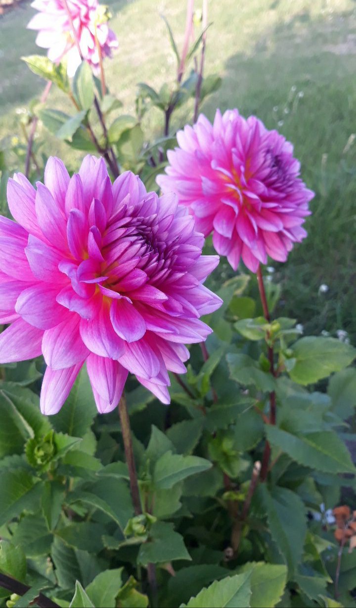Nature