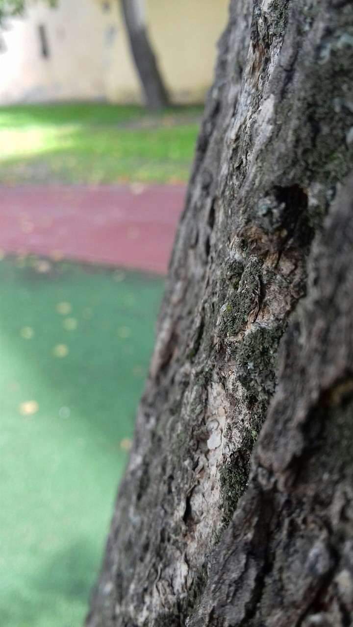 soil