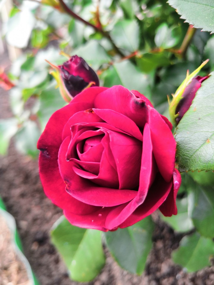 Rose