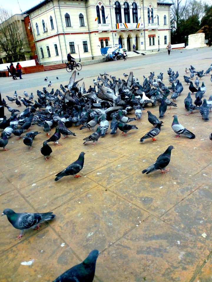 pigeon