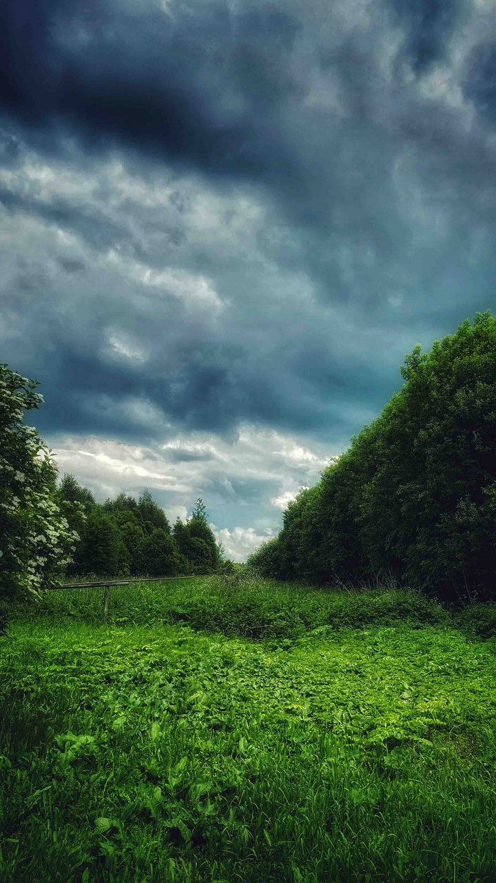 forest