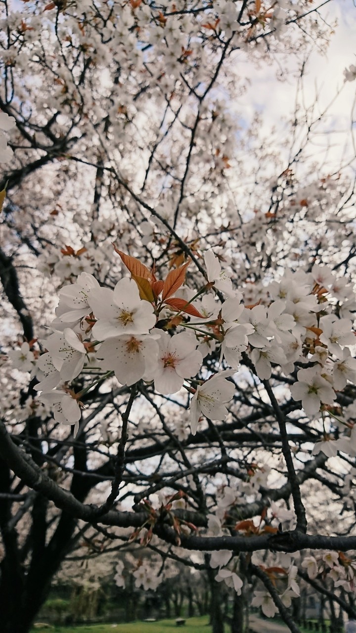 cherry blossom