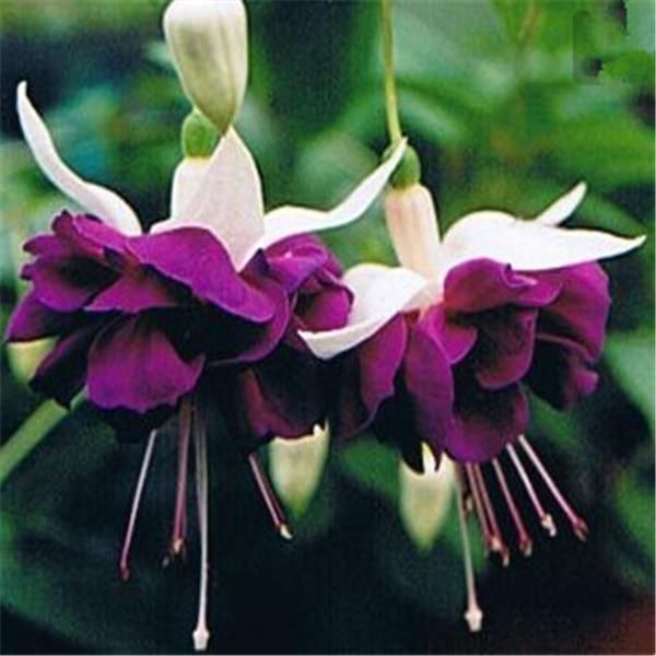 Purple flowers.