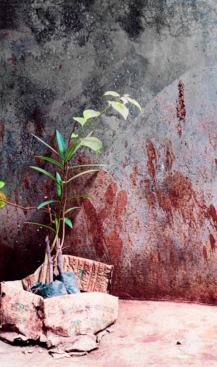 PLANT