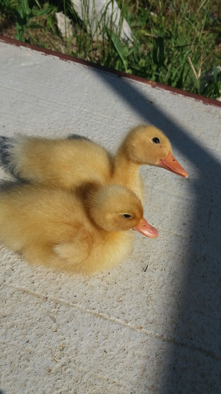 My ducks