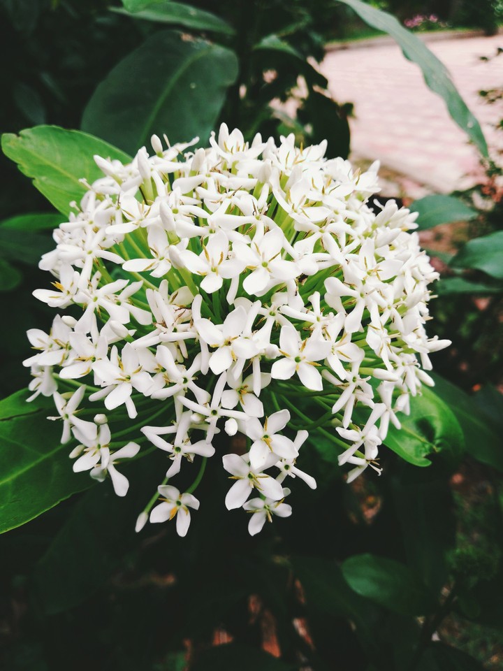 blossom