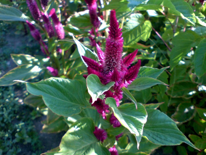 flower