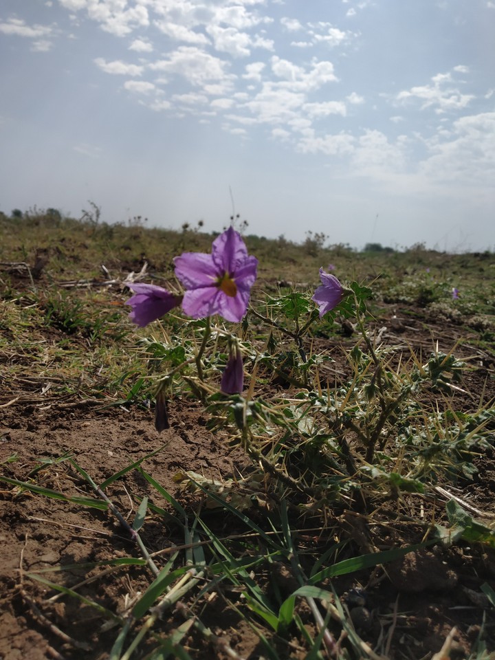flower