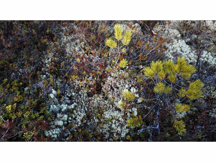 Nature in Siberia