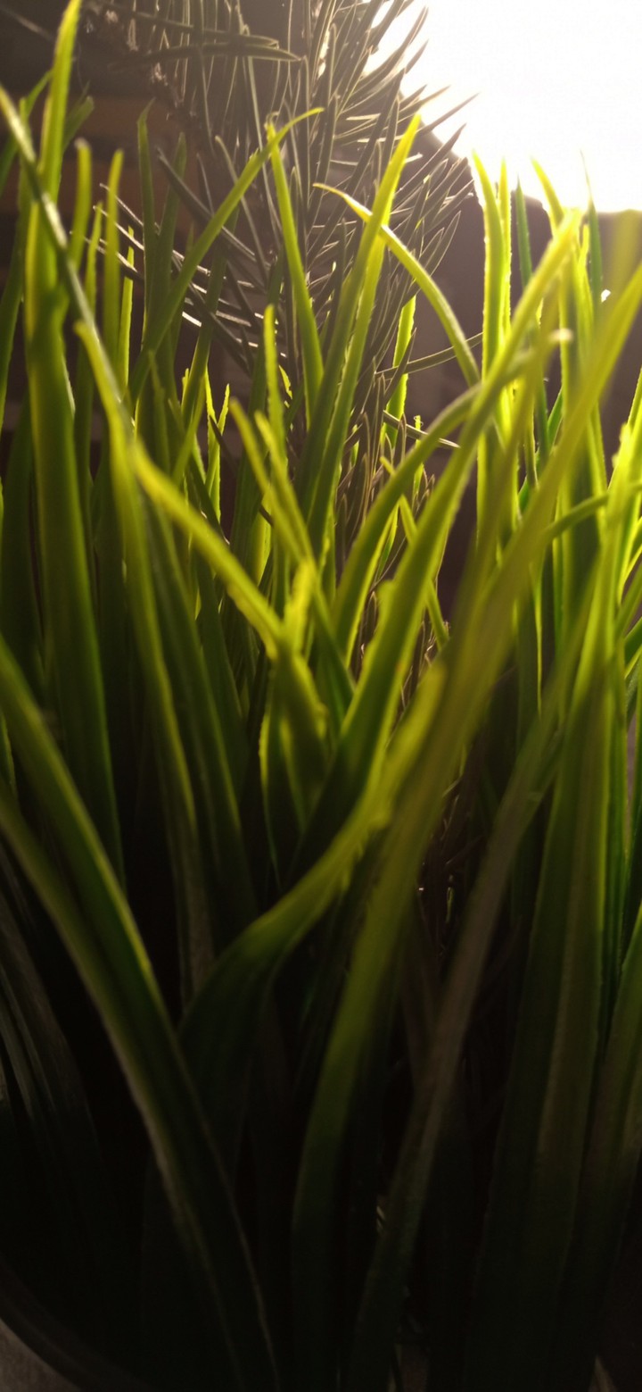 sun and grass