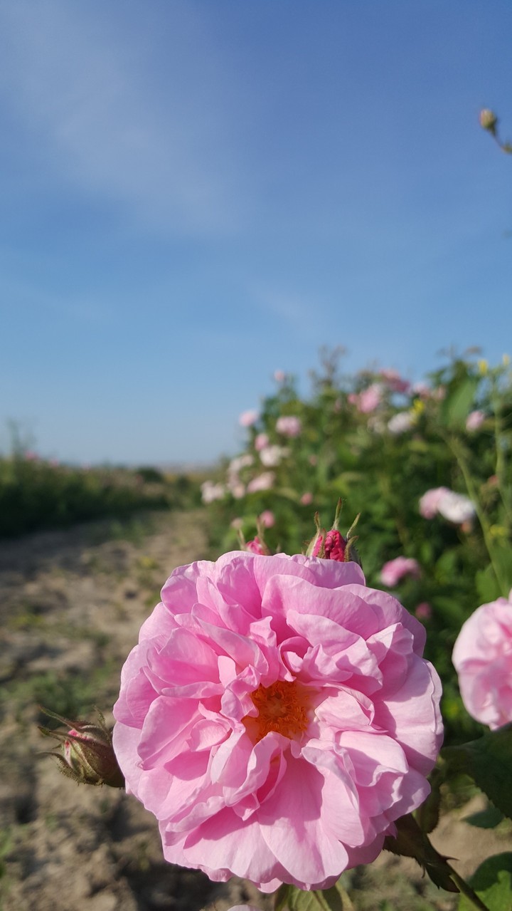 роза