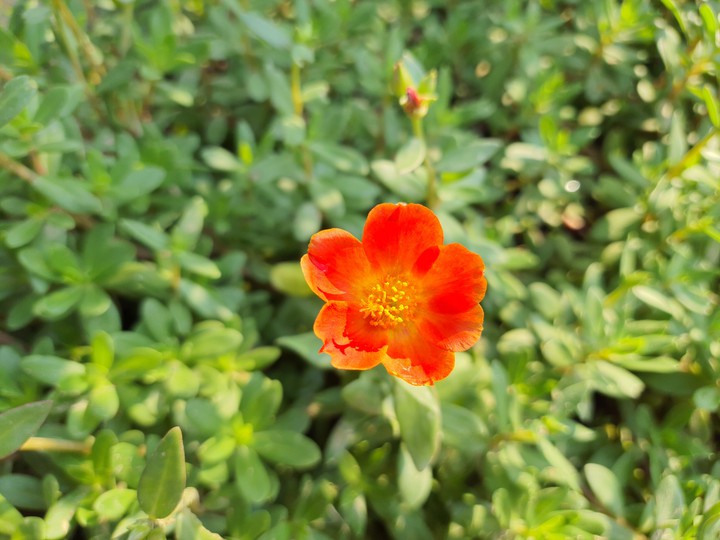 purslane