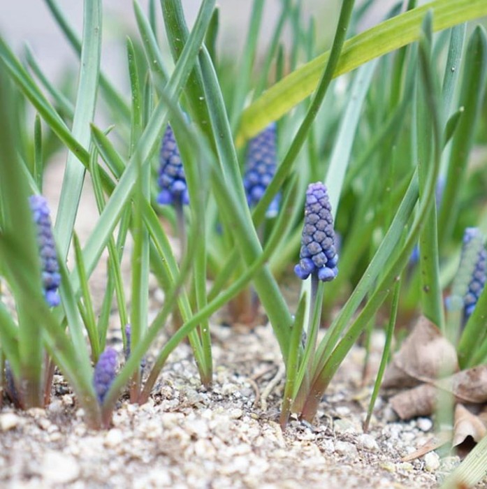 plants