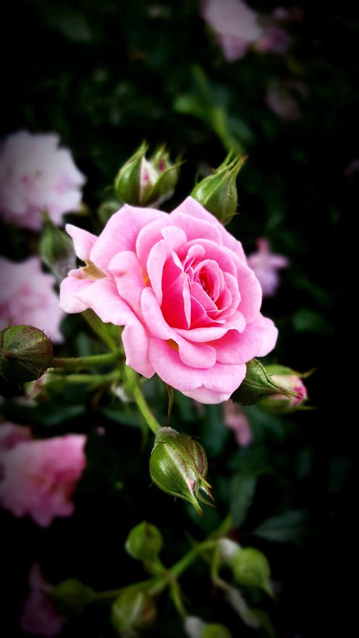 A Rose for You