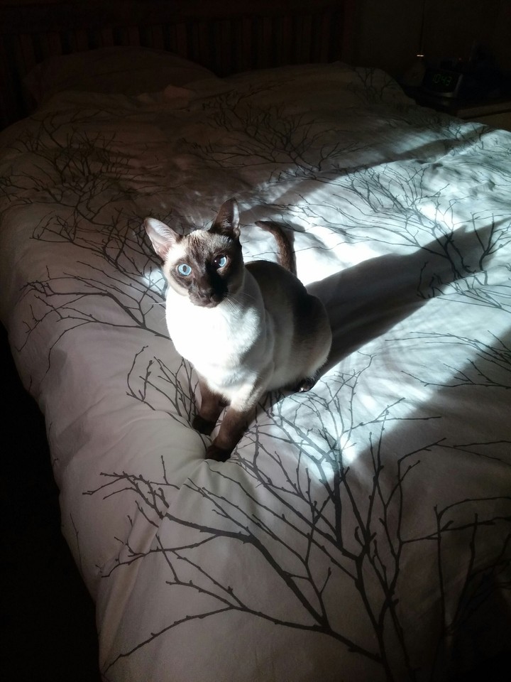 SHADOWS OF LOVE