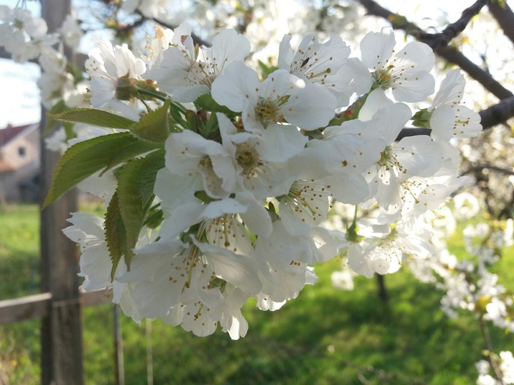 Cherry tree