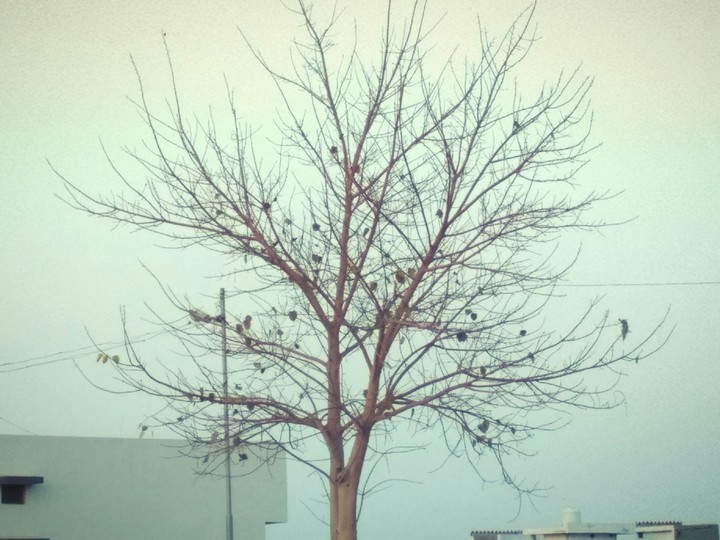 tree