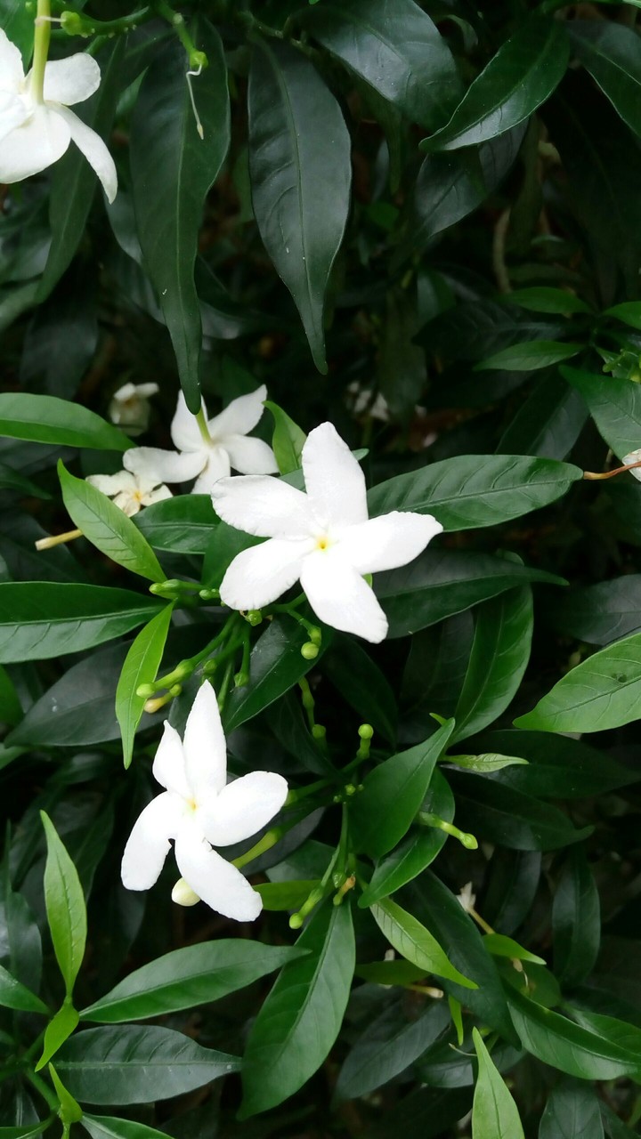 white flower