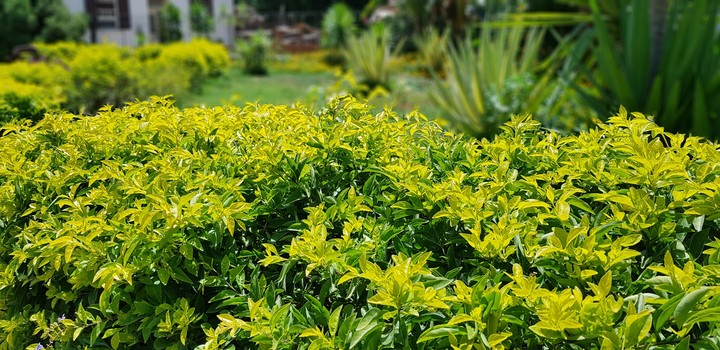 green,grass,plants