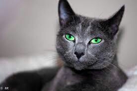Grau cat