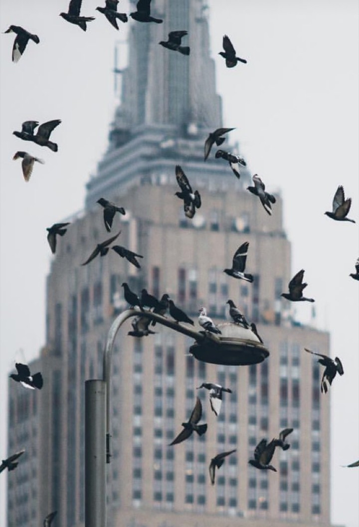 bird