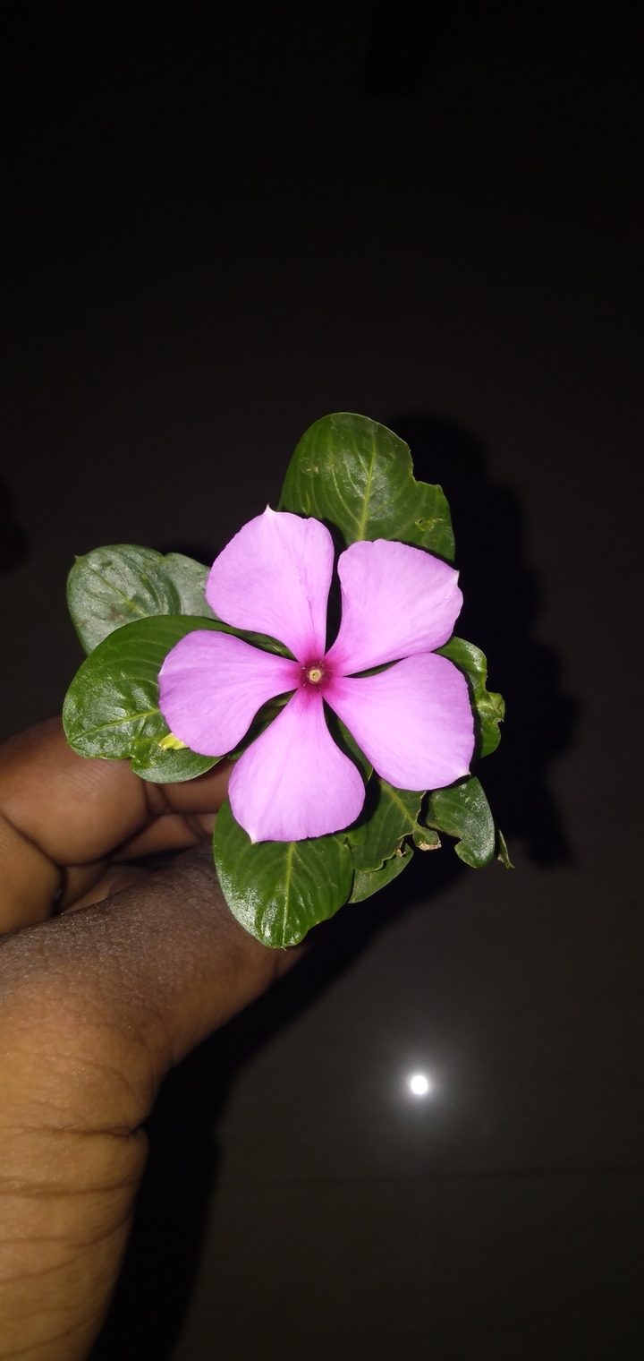 nightlight flower
