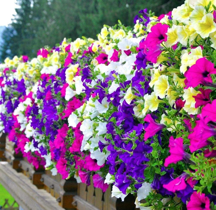 Colorful flowers