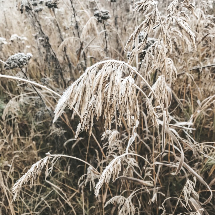 frost