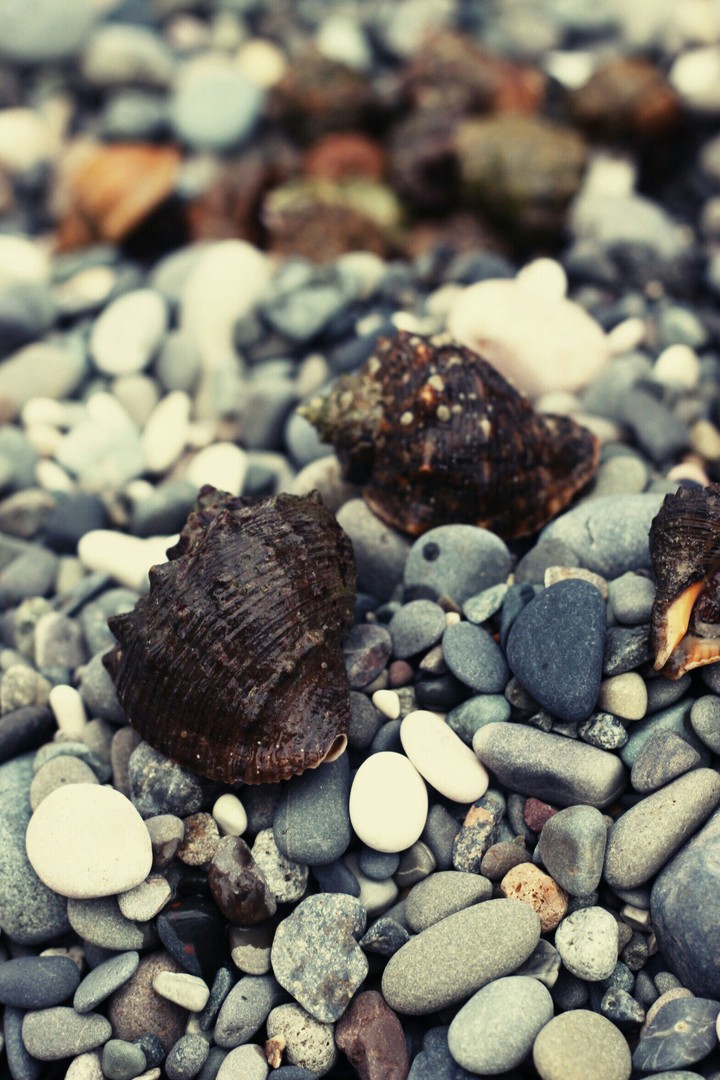 Shells