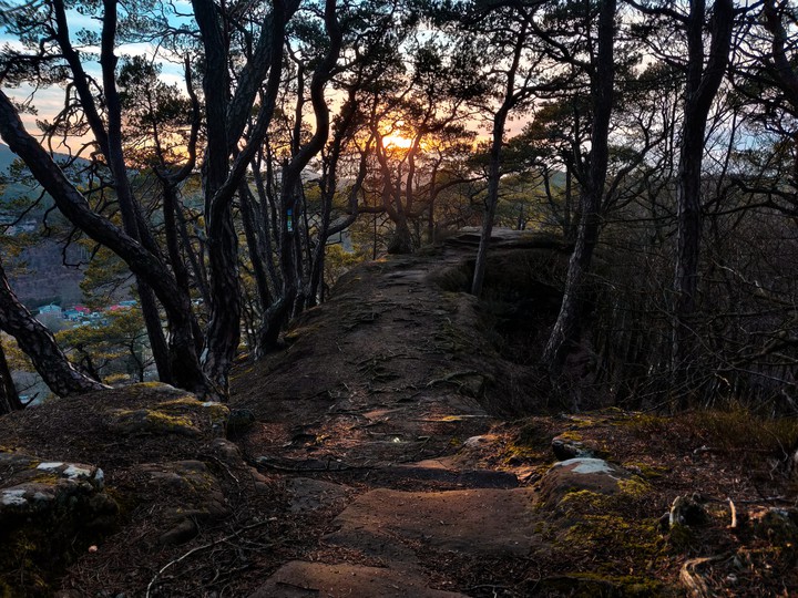 forest on a mountain
