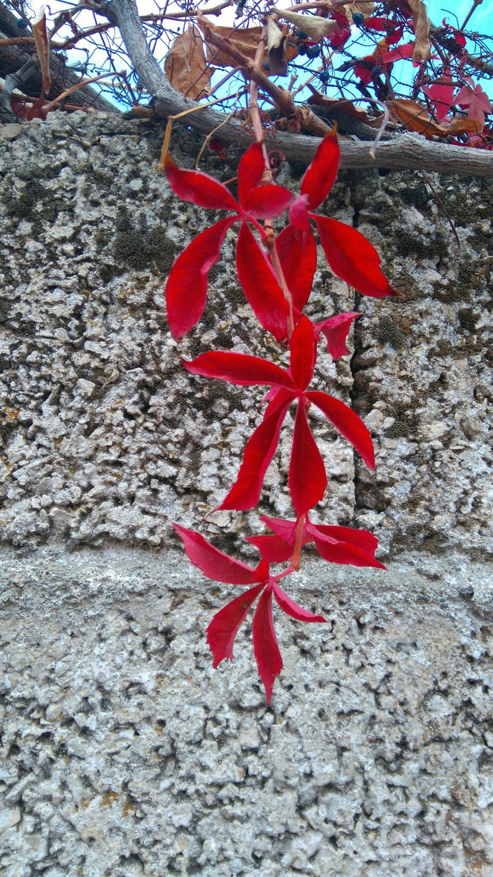 Autumn